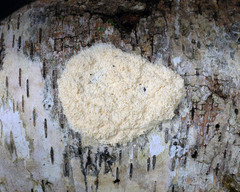 Fuligo septica candida