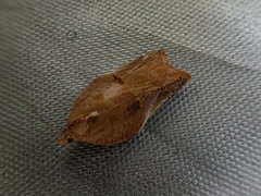 Acleris delicatana