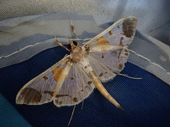 Polythlipta liquidalis