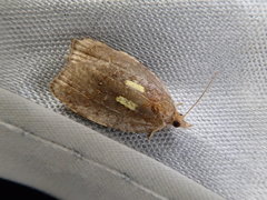 Acleris aurichalcana