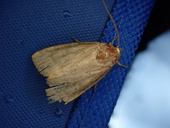 Sineugraphe bipartita