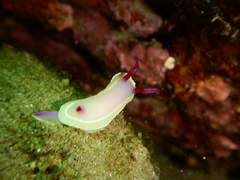 Hypselodoris flavomarginata