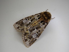 Xenotrachea niphonica