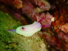 Hypselodoris flavomarginata