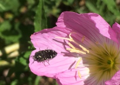 Acmaeodera ornatoides