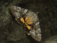 Catocala ella