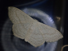 Scopula ignobilis