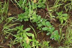 Spermacoce articularis