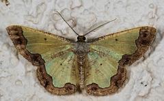 Zamarada plana denticincta