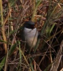 Coccopygia melanotis