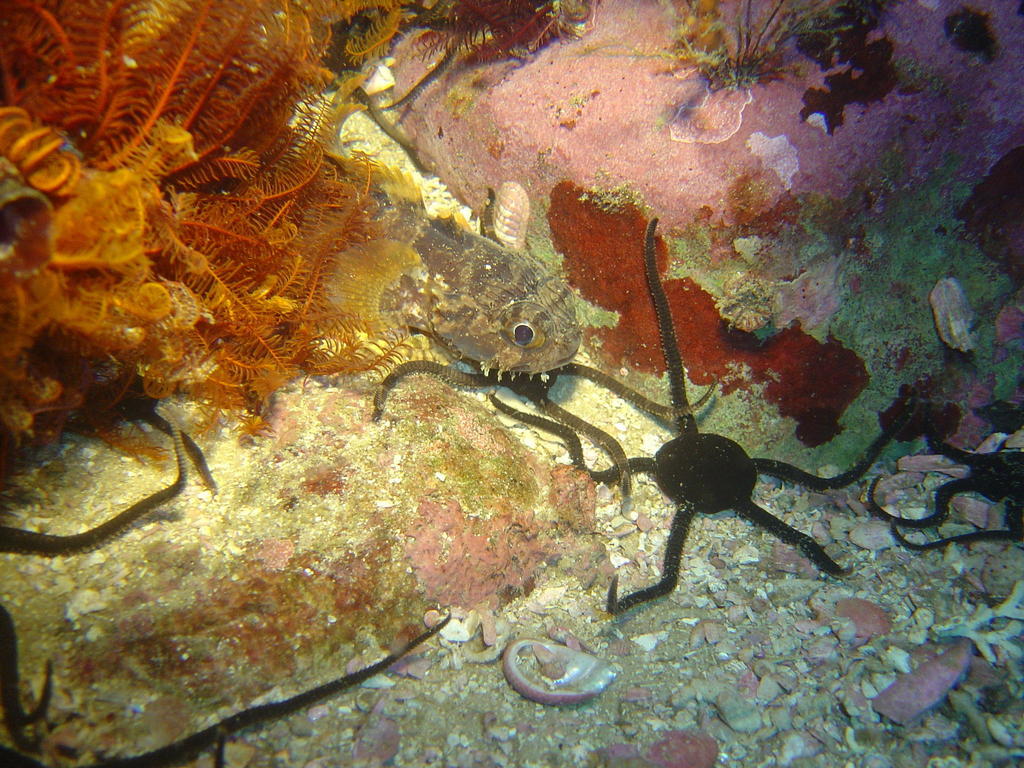 Big-Eye Toadfish