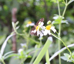 Gerosis phisara