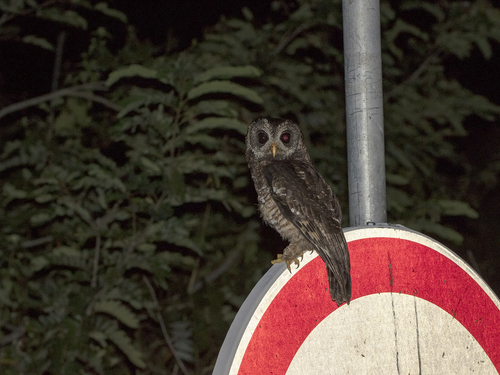 African Wood-Owl