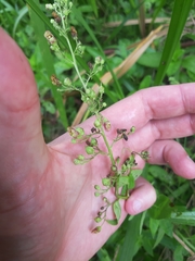 Scrophularia umbrosa