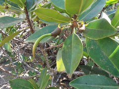 Rhizophora samoensis