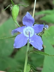 Campanulastrum americanum