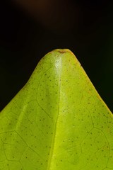 Rhizophora samoensis