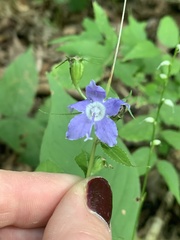Campanulastrum americanum