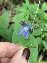 Campanulastrum americanum