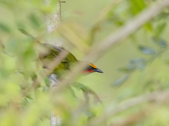 Telophorus viridis viridis