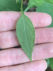 Campanulastrum americanum