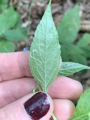 Campanulastrum americanum