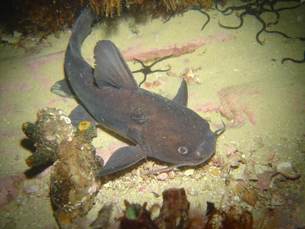 Sea Barbel
