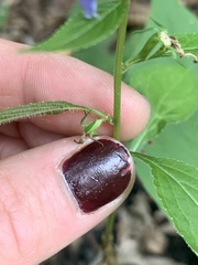 Campanulastrum americanum