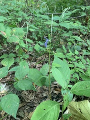 Campanulastrum americanum