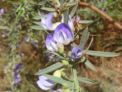 Psoralea axillaris