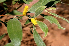 Acacia holosericea