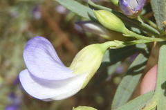 Psoralea axillaris