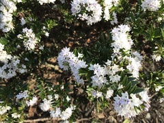 Veronica diosmifolia