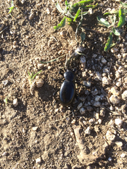 Eleodes grandicollis