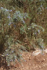 Psoralea axillaris