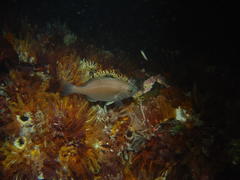 Pachymetopon blochii