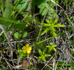 Potentilla flagellaris