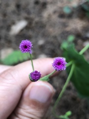 Emilia javanica