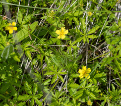 Potentilla flagellaris
