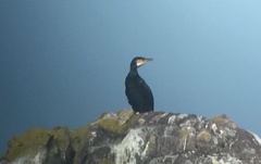 Phalacrocorax carbo image
