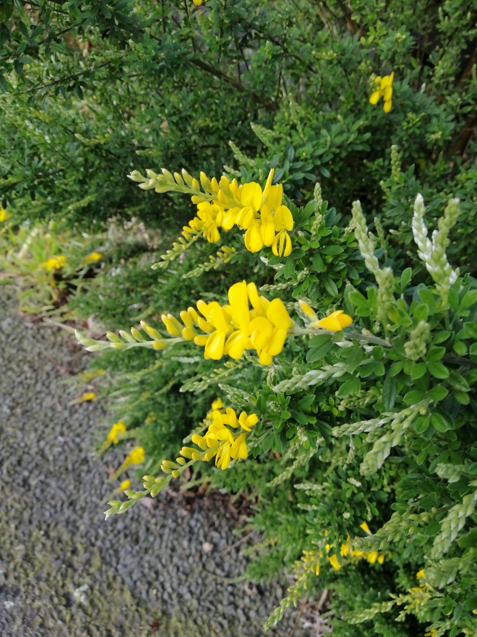 Genista stenopetala