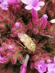 Lygus rugulipennis