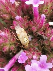 Lygus rugulipennis