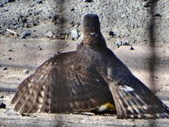 Accipiter tachiro tachiro