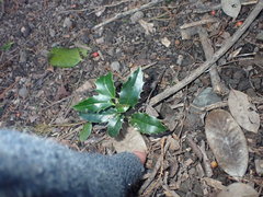 Ilex × altaclerensis