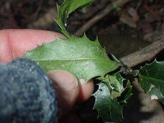 Ilex × altaclerensis