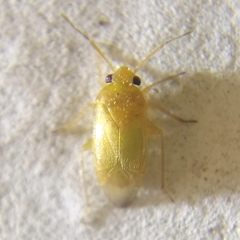 Sthenaridea carvalhoi