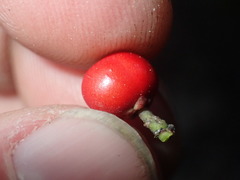 Ilex × altaclerensis