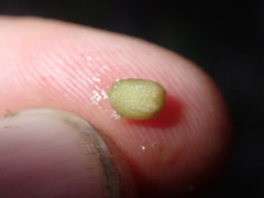 Ilex × altaclerensis