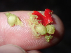 Ilex × altaclerensis